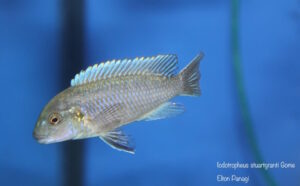 Iodotropheus stuartgranti 'Gome'